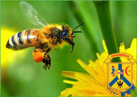Алгоритм дій при отруєні бджіл.