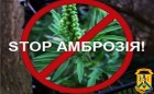 АМБРОЗІЯ – ПРОБЛЕМА СПІЛЬНА АМБРОЗІЯ – ПРОБЛЕМА СПІЛЬНА