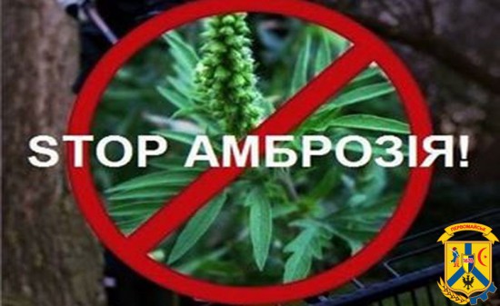 АМБРОЗІЯ – ПРОБЛЕМА СПІЛЬНА АМБРОЗІЯ – ПРОБЛЕМА СПІЛЬНА