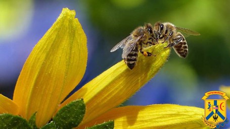 Захист бджіл від застосування пестицидів