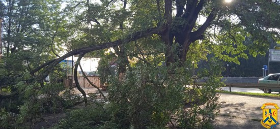Дерево акації поблизу Дитячо-юнацького центру національного відродження у Первомайську розкололося Дерево акації поблизу Дитячо-юнацького центру національного відродження у Первомайську розкололося