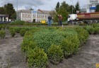 У Первомайську продовжується реконструкція клумби на площі Визволення