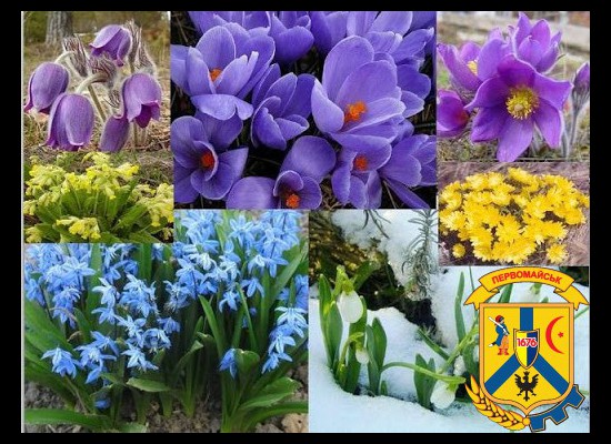 ЗАХИСТИ І ЗБЕРЕЖИ ПЕРВОЦВІТИ! ЗАХИСТИ І ЗБЕРЕЖИ ПЕРВОЦВІТИ!