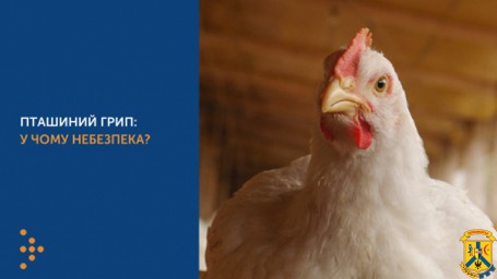 УВАГА!!! Міграція перелітних птахів. Небезпека занесення грипу птиці. УВАГА!!! Міграція перелітних птахів. Небезпека занесення грипу птиці.