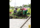 Комунальні служби громади продовжують роботи з благоустрою території: косимо траву, поливаємо та висаджуємо квіти. 