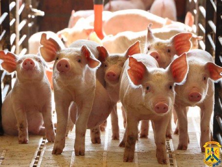 Як запобігти Африканської чуми свиней