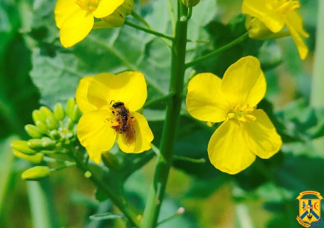 Захист бджіл від застосування пестицидів
