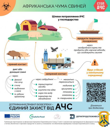 Африканська чума свиней, шляхи передачі