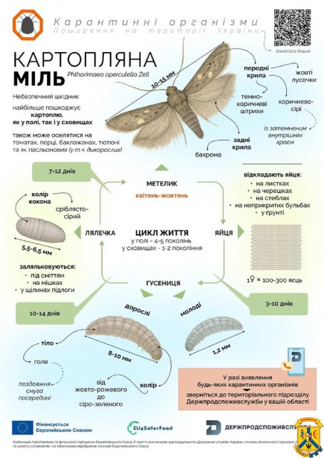 ОБЕРЕЖНО: КАРТОПЛЯНА МІЛЬ