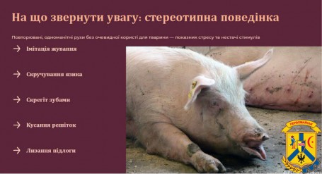 Особливості впровадження вимог законодавства щодо благополуччя тварин у господарствах з утримання свиней.